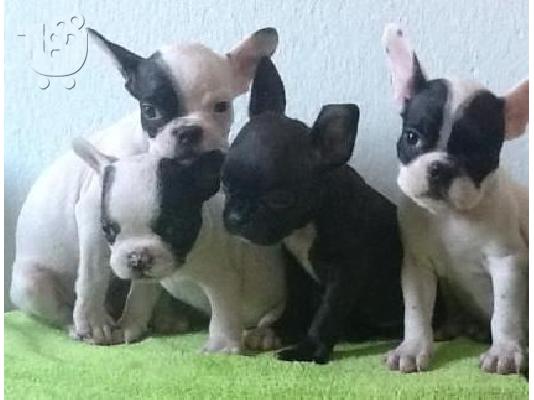 PoulaTo: French bulldogs καθαρόαιμα ετοιμοπαράδοτα